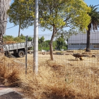 Comienzan a desbrozar el solar que acogerá el Museo Visigodo de Mérida