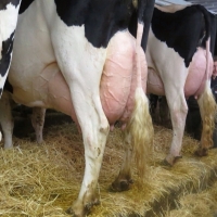 UPA reclama que los ganaderos puedan vender leche cruda al público