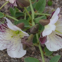 Cáceres elige su flor del mes