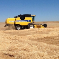 Acusan a la Junta de arruinar el campo protegiendo al cereal como si fuese bosque