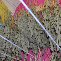 Desmontan un secadero de marihuana tras quejarse los vecinos del mal olor
