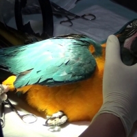 GPEX ofrece un empleo de veterinario