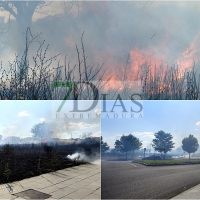 Incendio en la carretera de Valverde (Badajoz)