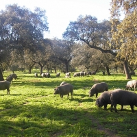 Extremadura, Andalucía y Madrid analizan el impacto ambiental del cerdo de dehesa