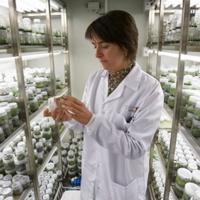 Buscan alcornoques de laboratorio que sean resistentes a la seca