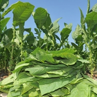 Publicado un decreto para controlar el comercio de las hojas de tabaco crudo