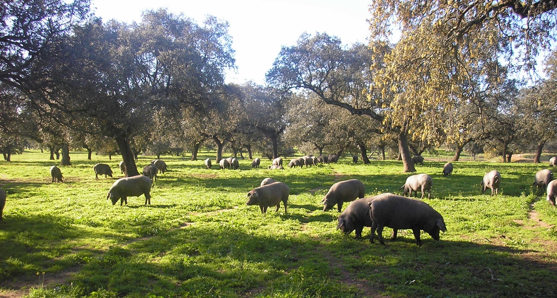 Extremadura, Andalucía y Madrid analizan el impacto ambiental del cerdo de dehesa