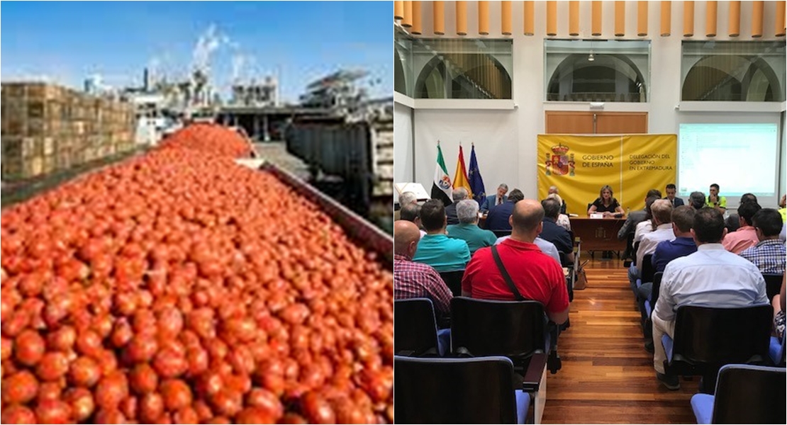 Dos millones de toneladas de tomate circularán por Extremadura este verano