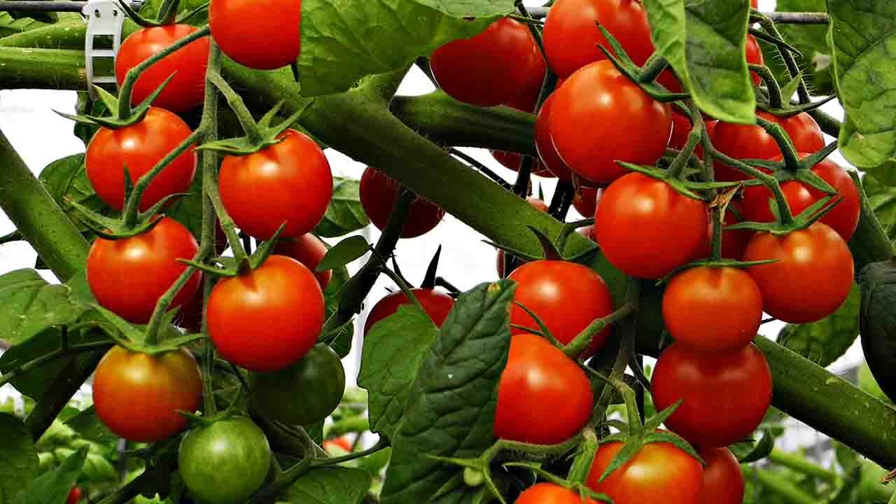 UPA estima pérdidas de 14 millones para los tomateros extremeños