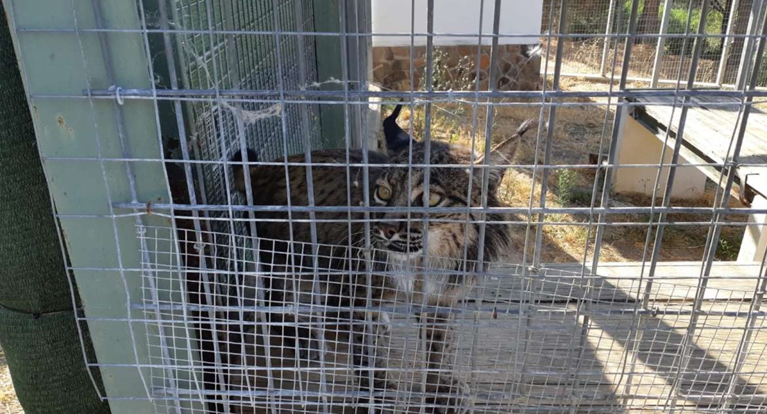 Trasladados a Cáceres nueve linces salvados del incendio del Algarve