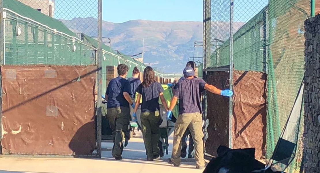 Trasladados a Cáceres nueve linces salvados del incendio del Algarve