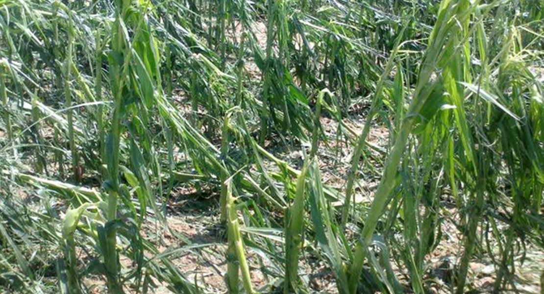 La adversa climatología vuelve a causar daños en los cultivos extremeños