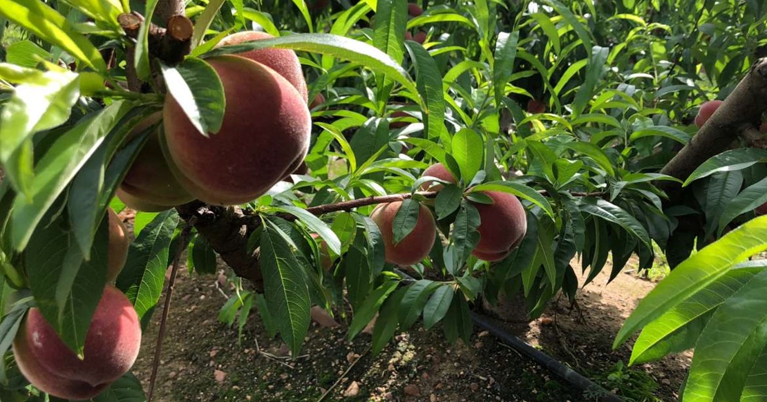 La Junta paga las ayudas de producción integrada de la PAC