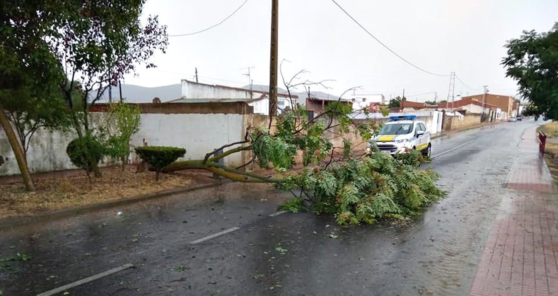Árboles caídos por el paso de una tormenta en Santa Marta (BA)