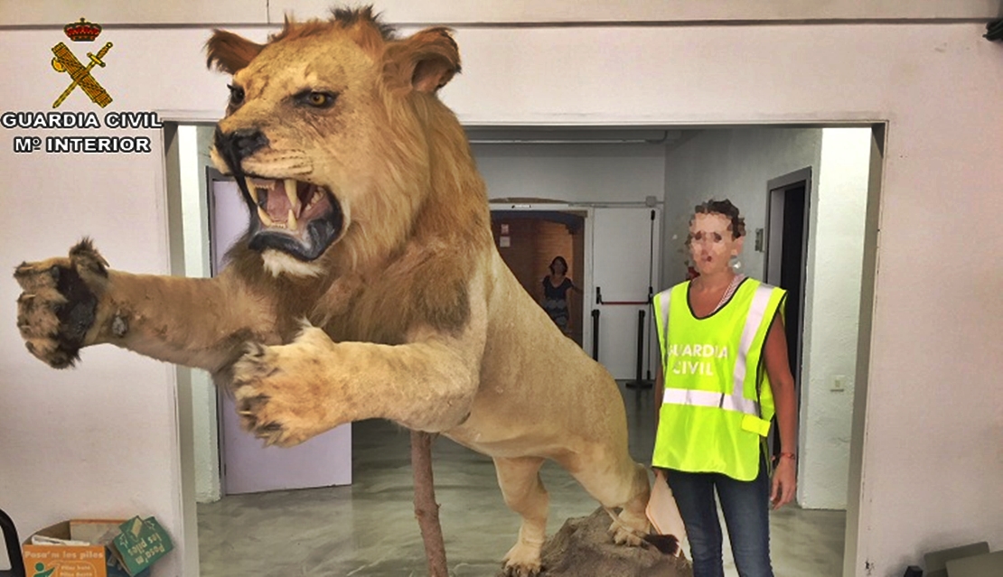 Recuperado un ejemplar de león africano disecado puesto a la venta en Internet