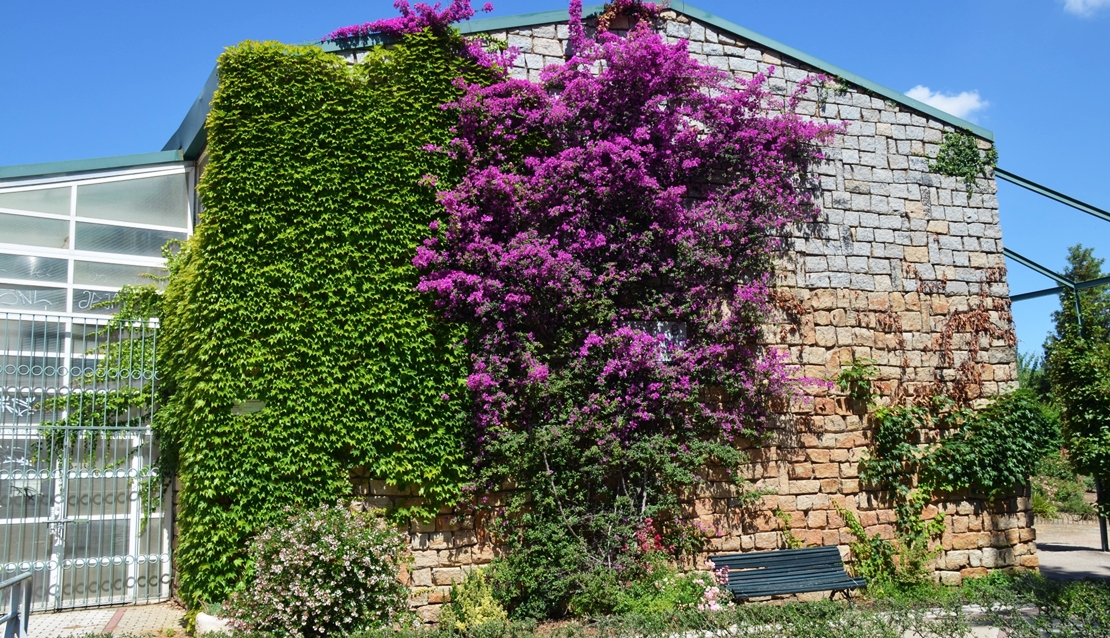 La Buganvilla protagonista de “la flor del mes” en Cáceres