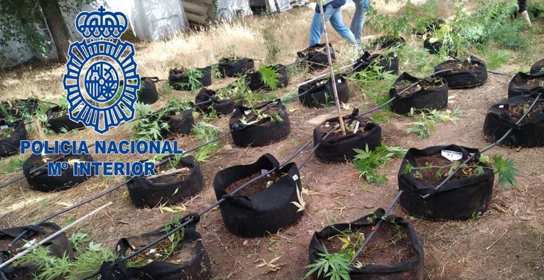 Detenidas tres personas por cultivo de marihuana en la zona de la Montaña
