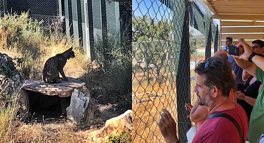 El Centro ‘Los Hornos’ permite visitar dos linces acogidos en Sierra de Fuentes