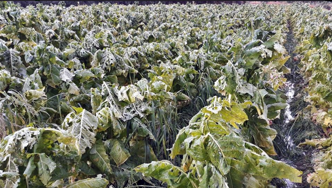 Exigen indemnización urgente para agricultores de tabaco y pimentón afectados por la tormenta de granizo
