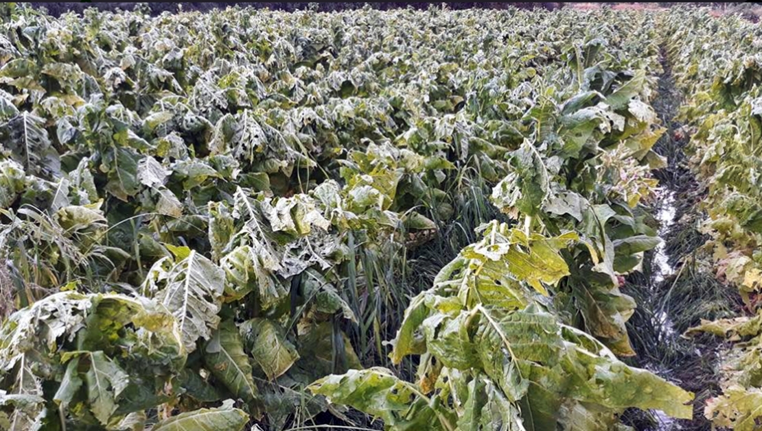 Exigen indemnización urgente para agricultores de tabaco y pimentón afectados por la tormenta de granizo