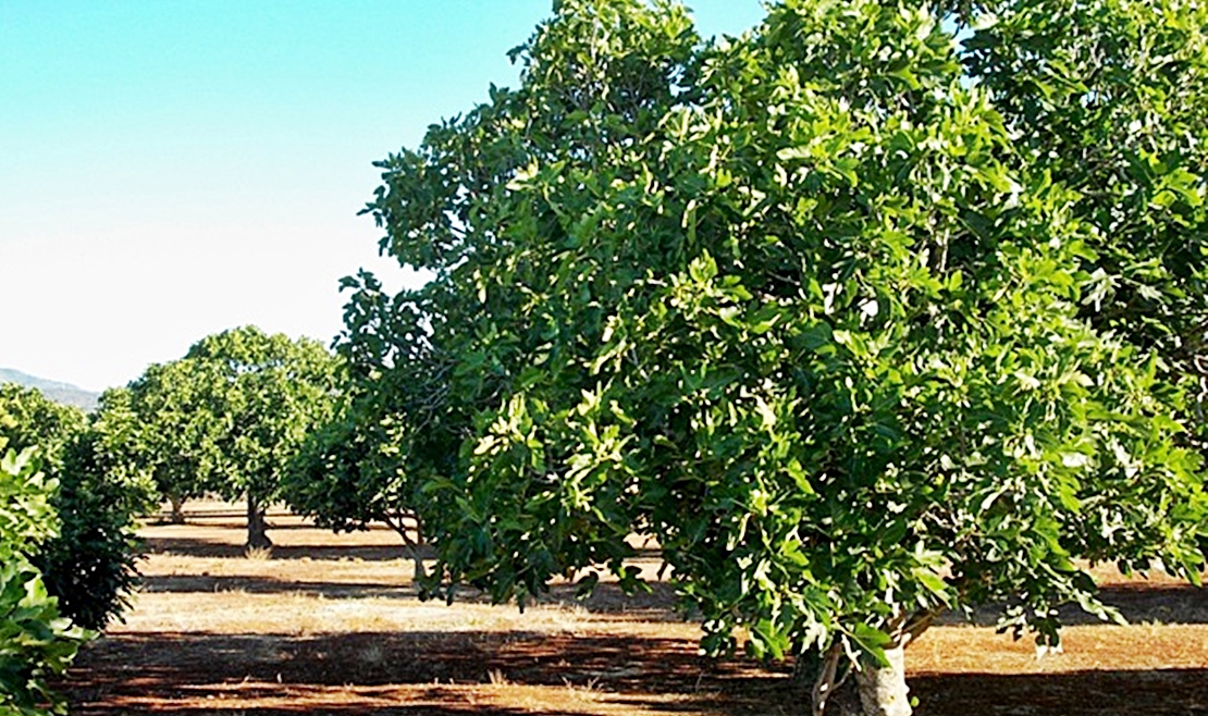 Extremadura lidera un programa operativo del sector del higo seco a nivel nacional