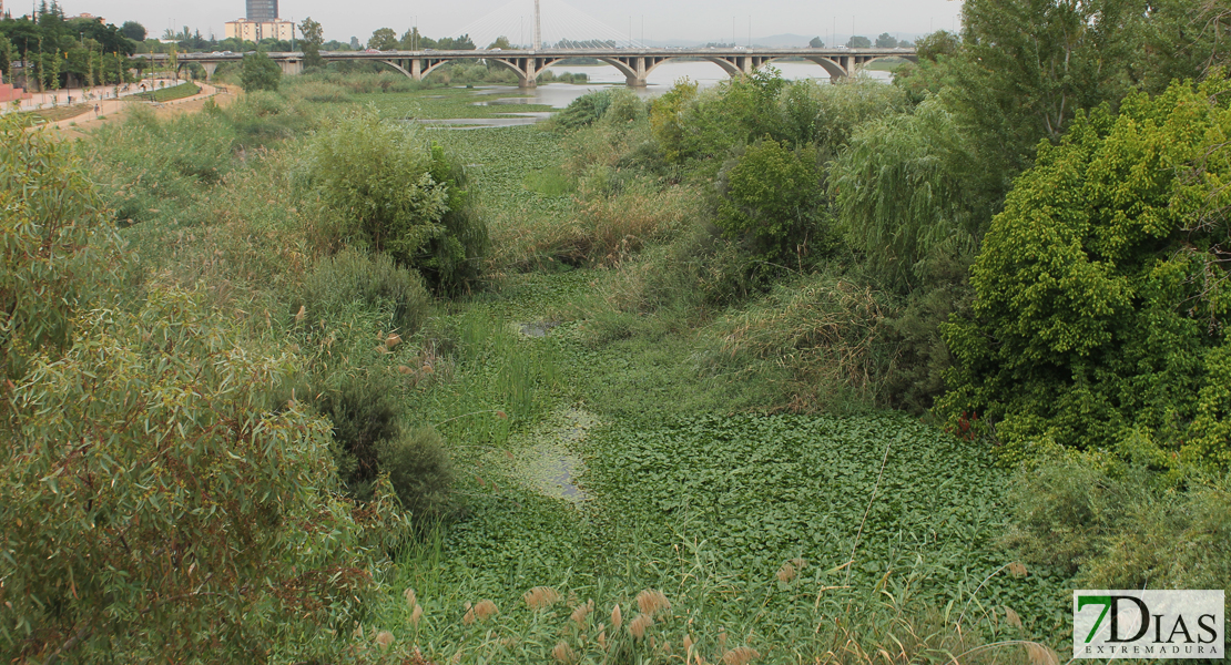 Estado actual del río Guadiana a su paso por Badajoz