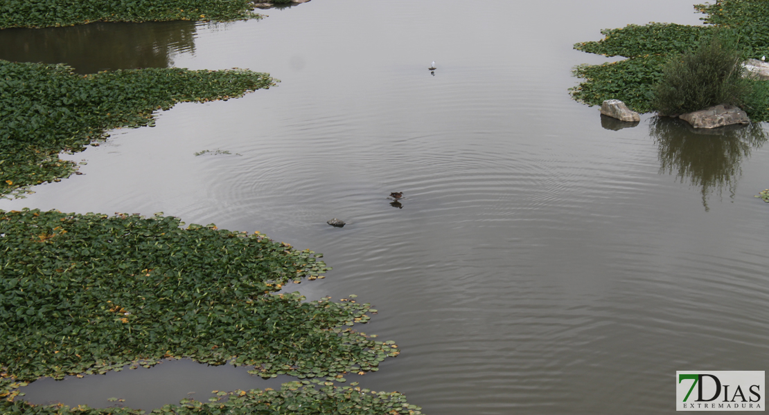 Estado actual del río Guadiana a su paso por Badajoz