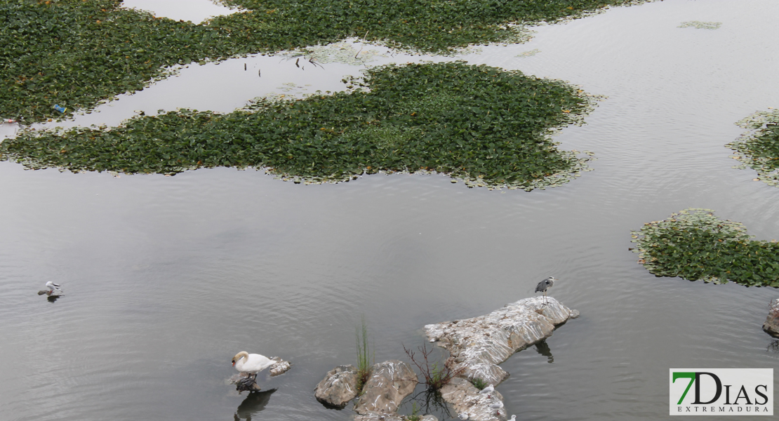 Estado actual del río Guadiana a su paso por Badajoz