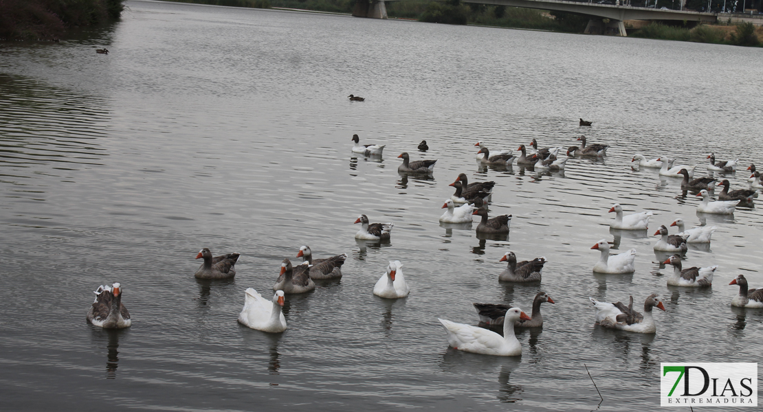 Estado actual del río Guadiana a su paso por Badajoz