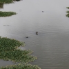 Estado actual del río Guadiana a su paso por Badajoz