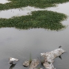 Estado actual del río Guadiana a su paso por Badajoz