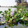 REPOR: Camalote, la planta invasora que mata al Guadiana