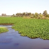 REPOR: Camalote, la planta invasora que mata al Guadiana