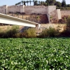 REPOR: Camalote, la planta invasora que mata al Guadiana