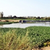 REPOR: Camalote, la planta invasora que mata al Guadiana