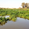 REPOR: Camalote, la planta invasora que mata al Guadiana