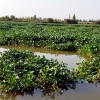 REPOR: Camalote, la planta invasora que mata al Guadiana