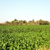 REPOR: Camalote, la planta invasora que mata al Guadiana