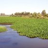 REPOR: Camalote, la planta invasora que mata al Guadiana