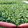 REPOR: Camalote, la planta invasora que mata al Guadiana