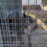 Trasladados a Cáceres nueve linces salvados del incendio del Algarve