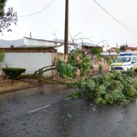 Árboles caídos por el paso de una tormenta en Santa Marta (BA)