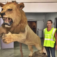 Recuperado un ejemplar de león africano disecado puesto a la venta en Internet