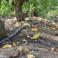 Luz verde al estudio de impacto ambiental del regadío de Monterrubio de la Serena