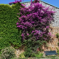 La Buganvilla se convierte en flor del mes en Cáceres