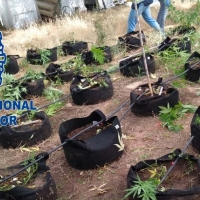 Detenidas tres personas por cultivo de marihuana en la zona de la Montaña