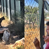 El Centro ‘Los Hornos’ permite visitar dos linces acogidos en Sierra de Fuentes