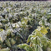 45 minutos de tormenta destrozan la producción de tabaco y pimentón en la Vera