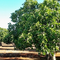 Extremadura lidera un programa operativo del sector del higo seco a nivel nacional