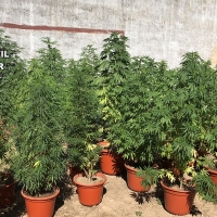 La Guardia Civil desmantela tres plantaciones de marihuana en el norte de Cáceres